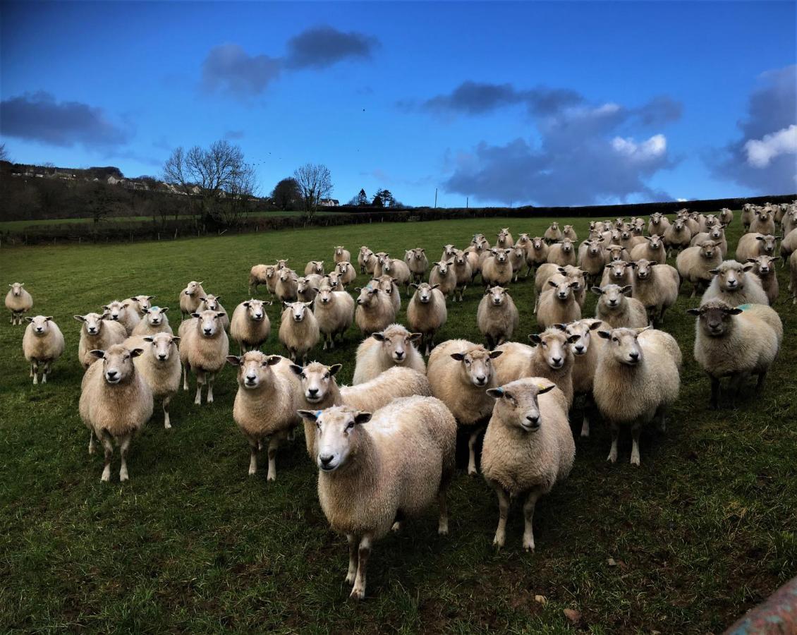 Nantgwynfaen Organic Farm Wales Villa Llandysul ภายนอก รูปภาพ